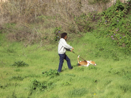 Serviço de Dog Walker diário e acompanhamento ao Veterinário