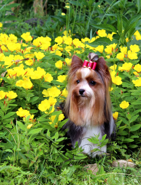 Paw Spa All Breed Pet Grooming And Photography 
