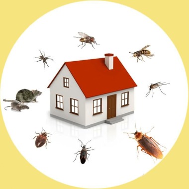 Pest Control Banyo