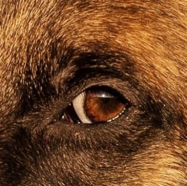 Parler Chien