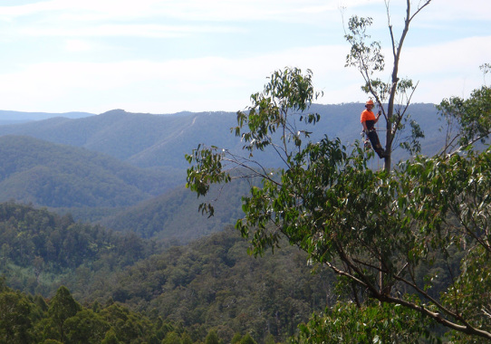 Professional and qualified arborists working across Baw Baw Shire, Latrobe City, South Gippsland Shire and Wellington Shire