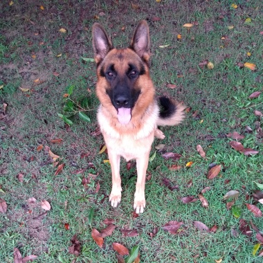 Adestrador De Cães Guarujá Santos