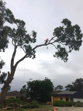 Trained in large and hazardous tree removals. This is a large Eucalyptus tree removal in Traralgon.