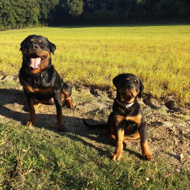 L'Academy Des Chiens