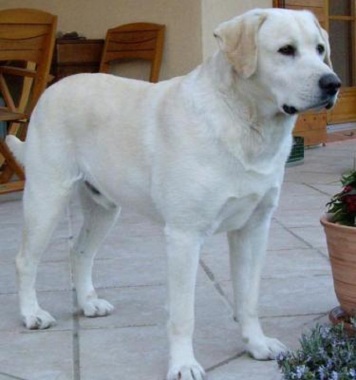 Un des chiens que je garde régulièrement à son domicile.