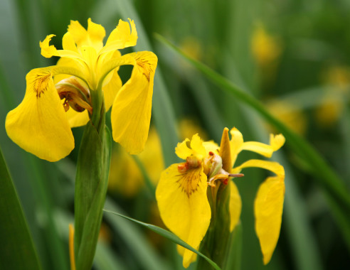 Iris sauvage de "La gacilly"