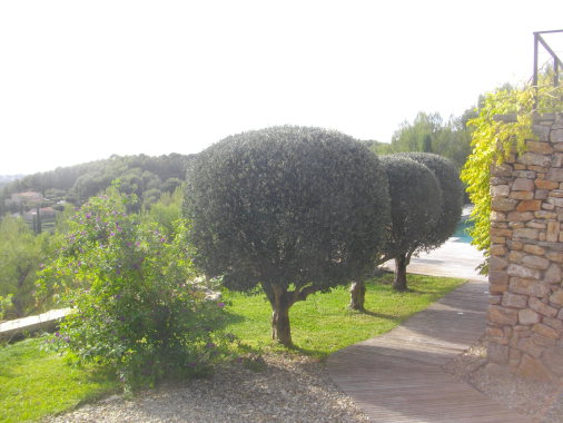 Taille d'olivier en boules