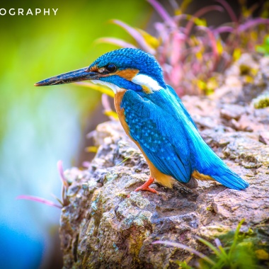 Asphotography