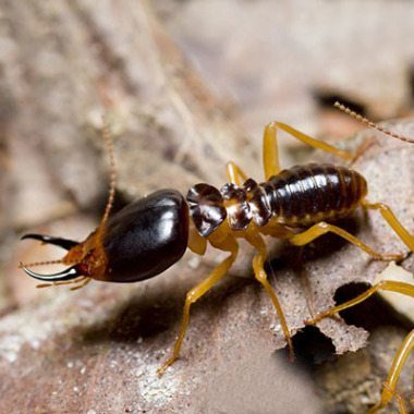 Pest Control Hampton Park