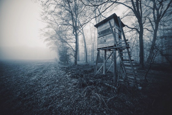 Ein nebliger Morgen auf der Waldlichtung