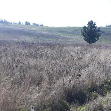 Contratista  En Enfierradura Y Campinteria