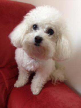 bichon frisé coupe ciseaux