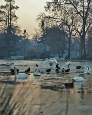 Aurore du matin