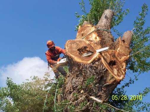 Démontage arbre 150 cm de diametre