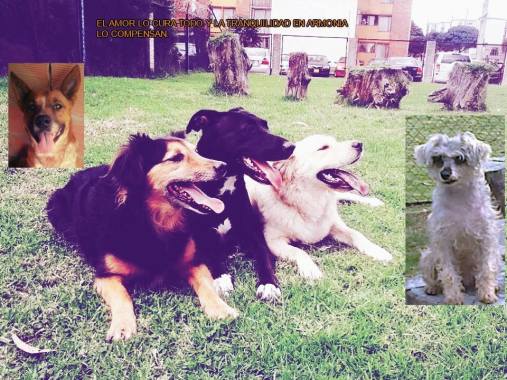 Manada Famyly dogs Clan 