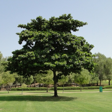 The 10 best arborists in Surat - Last Updated July 2026 - StarOfService