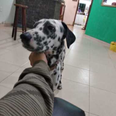 Dog Walker/Passeio Com Caes