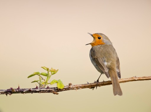 Robin in full song