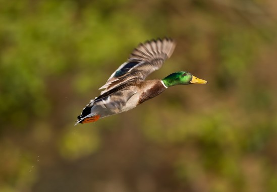 Mallard in flight.