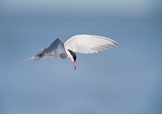 Common Tern  hovering.