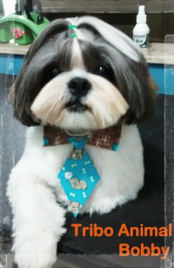 Tosa bebê