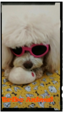 Pet Store sempre com novidades