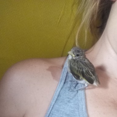 Esse passarinho caiu do ninho....nao teve como colocá-lo de volta entao levei p casa estou cuidando alimentando ensinando ele a comer sosinho depois ensinarei ele a voar alto e assim será devolvido a natureza 