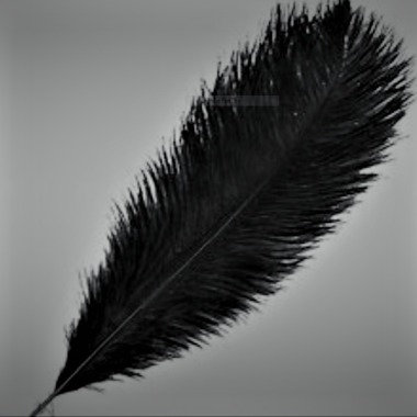 Plume Noire