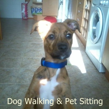 Sleepy Dog Walking