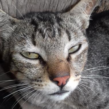 Patrícia Baba Para Animais