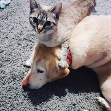 Miss Luna The Pet Sitter
