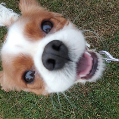 Animal And Pet Care Services