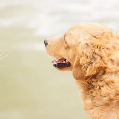 PERRO