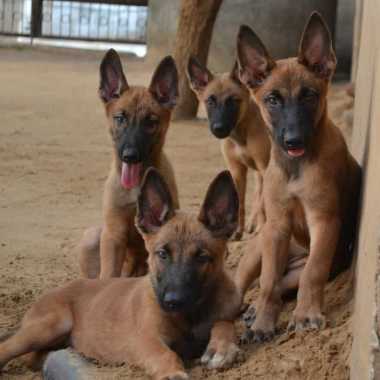 Dog Walking Services