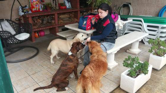 Petsitting 