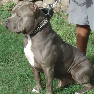 Adiestramiento Canino 