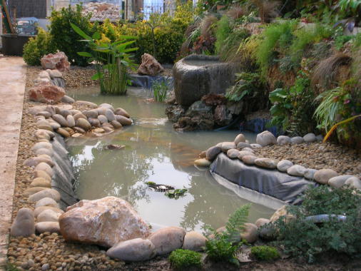 Création bassin et mur végétal