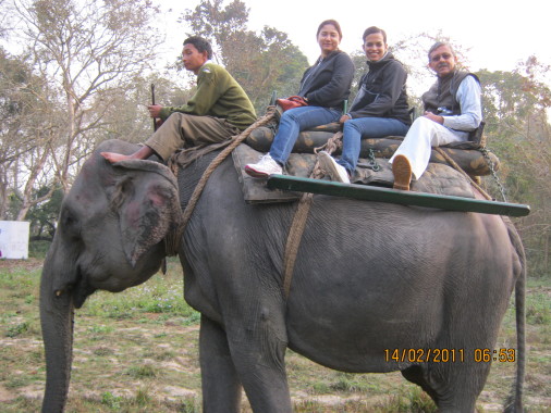 Elephant Wildlife Safari ride at Kaziranga National Park, Assam, India