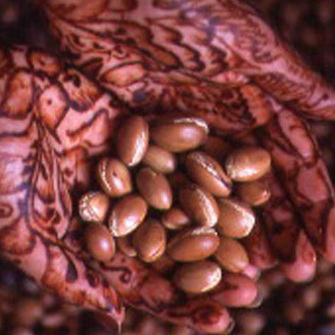 Sens Fleur D'Argan