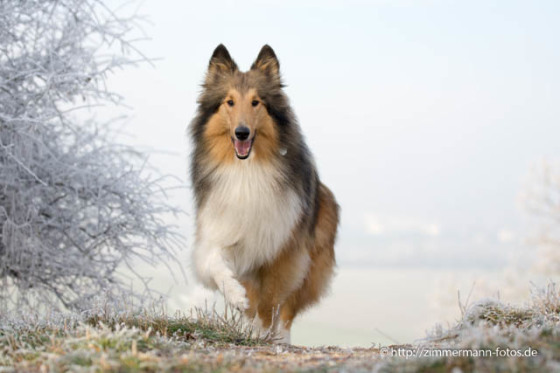 Unsere Colliehündin im Rauhreif.