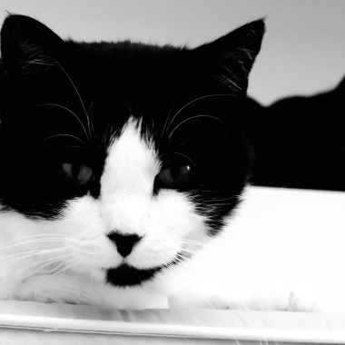 Sammy of Primrose Hill