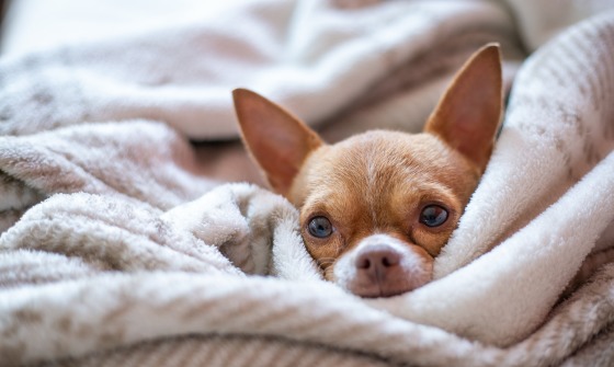 Pet Photography