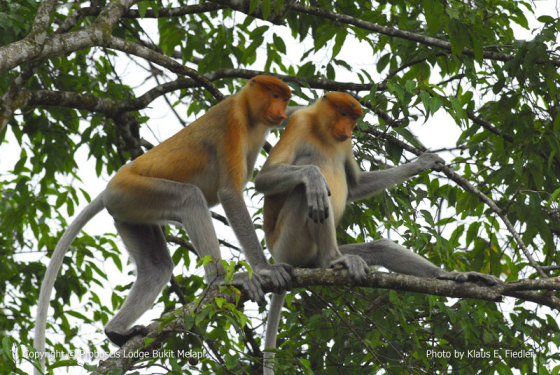 Proboscis monkeys