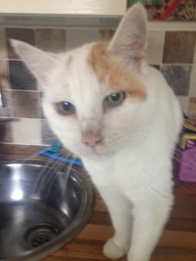 Oscar waiting for his breakfast.