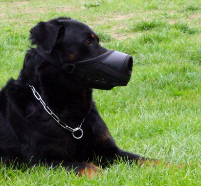 Beauceron avec Muselière de frappe - K9SP