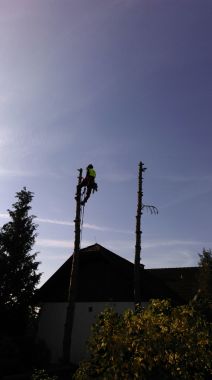 Fällung zweier Nadelbäume, auf engstem Raum.