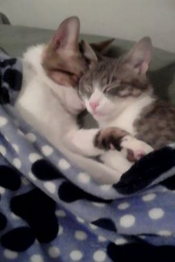 Pepito y Lola zzz