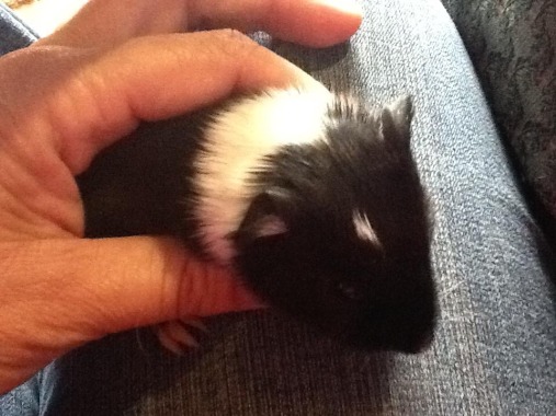 A guinea pig called Pipsqueak