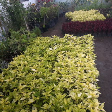 Mis Plantitas