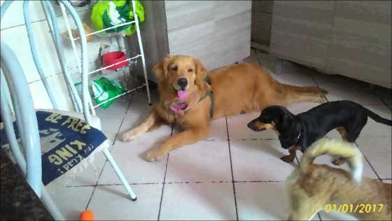 Godiva e Anita